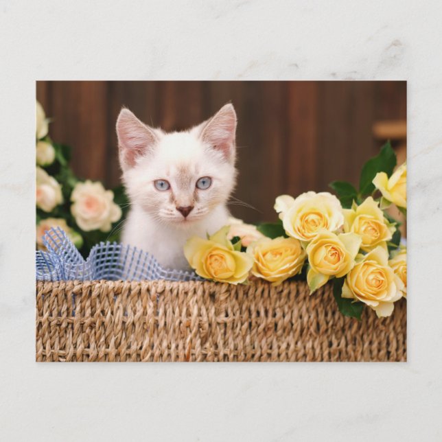 Cutest Baby Animals | Kitten & Yellow Roses Postkarte (Vorderseite)
