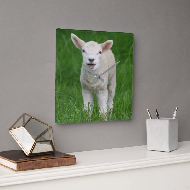 Cutest Baby Animals | Lil Lamb Quadratische Wanduhr (Büro)