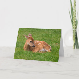 Cutest Baby Animals Little Fawn Karte