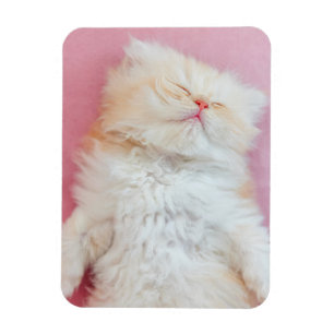 Cutest Baby Animals   Lovely Kitten Sleeping Magnet