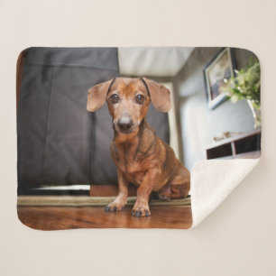 Cutest Baby Animals Mini Dachshund Puppy Sherpadecke