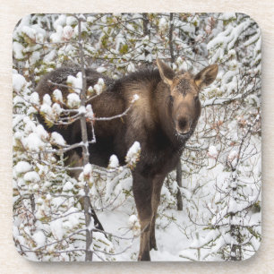 Cutest Baby Animals   Moose Calf Getränkeuntersetzer