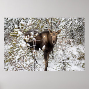 Cutest Baby Animals Moose Calf Poster