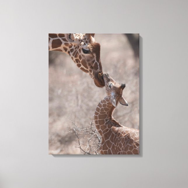 Cutest Baby Animals | Mother and Baby Giraffe Leinwanddruck (Vorderseite)