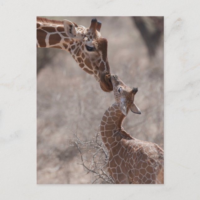 Cutest Baby Animals | Mother and Baby Giraffe Postkarte (Vorderseite)
