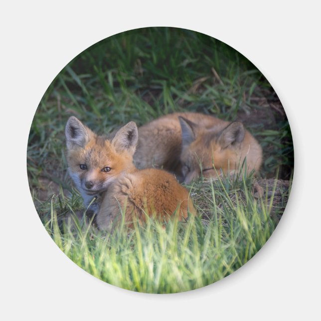 Cutest Baby Animals | Pair of Red Fox Kit Siblings Magnet (Vorne)