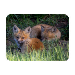 Cutest Baby Animals   Pair of Red Fox Kit Siblings Magnet