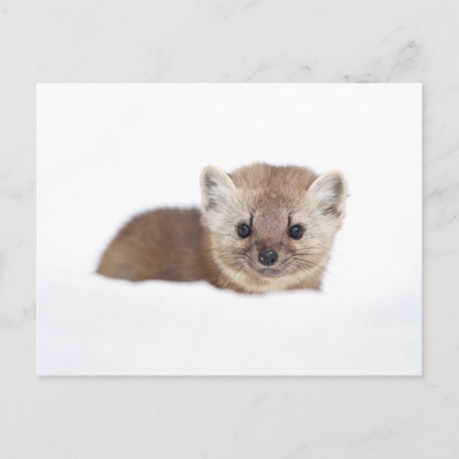 Cutest Baby Animals | Pine Marten Postkarte (Vorderseite)