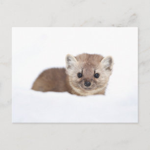 Cutest Baby Animals   Pine Marten Postkarte