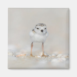 Cutest Baby Animals   Piping Plover Chick Magnet