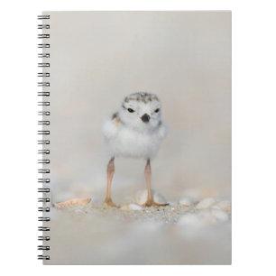 Cutest Baby Animals Piping Plover Chick Notizblock