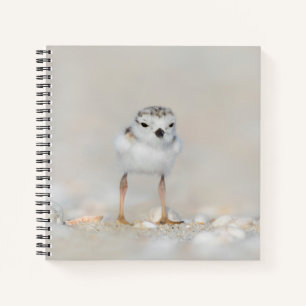 Cutest Baby Animals Piping Plover Chick Notizbuch
