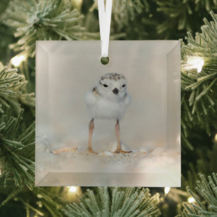 Cutest Baby Animals Piping Plover Chick Ornament Aus Glas