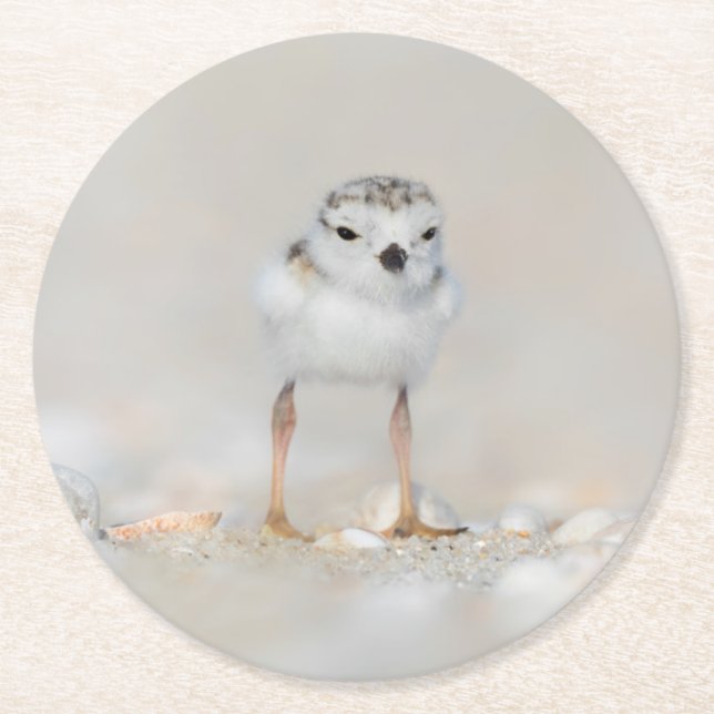 Cutest Baby Animals | Piping Plover Chick Runder Pappuntersetzer (Vorderseite)