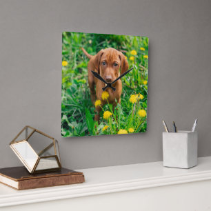 Cutest Baby Animals   Pointer Puppy Quadratische Wanduhr