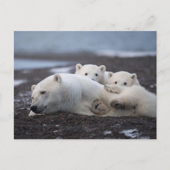 Cutest Baby Animals | Polar Bear Family Alaska Postkarte (Vorderseite)