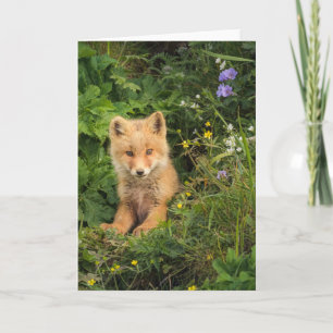 Cutest Baby Animals Red Fox at Umnak Alaska Karte