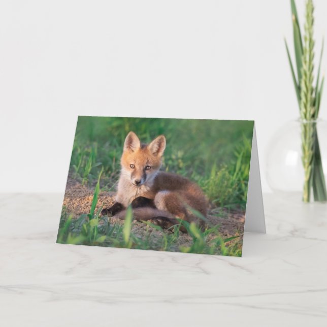 Cutest Baby Animals | Red Fox Kit Relaxing Karte (Vorderseite)