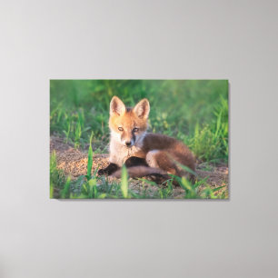 Cutest Baby Animals   Red Fox Kit Relaxing Leinwanddruck