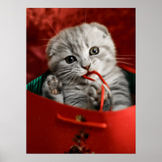 Cutest Baby Animals | Scottish Fold Kitten Poster