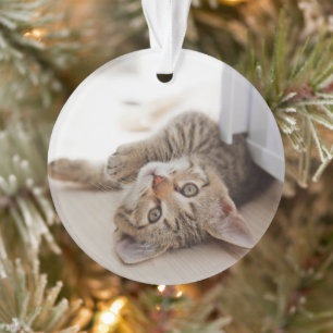 Cutest Baby Animals   Shorthair Tabby Kitten Ornament