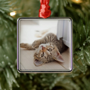 Cutest Baby Animals Shorthair Tabby Kitten Ornament Aus Metall