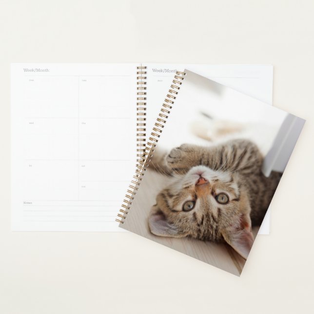 Cutest Baby Animals | Shorthair Tabby Kitten Planer (Anzeige)