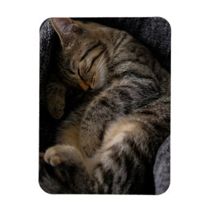 Cutest Baby Animals   Sleeping Tabby Cat Magnet