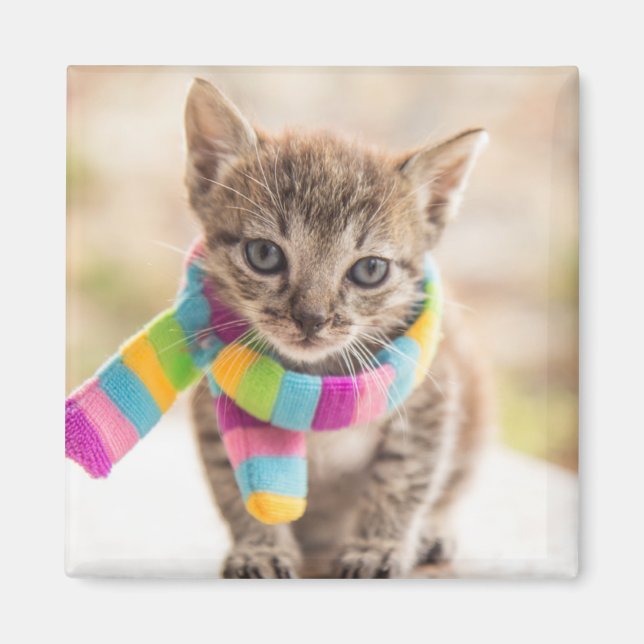 Cutest Baby Animals | Tabby Kitten Rainbow Scarf Magnet (Vorne)