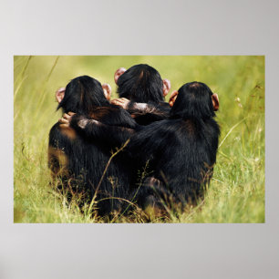 Cutest Baby Animals   Three Chimpanzees Hugging Poster