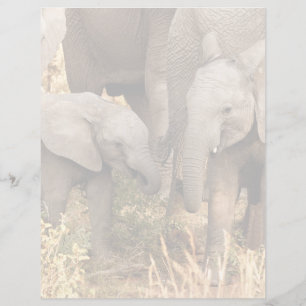 Cutest Baby Animals Two Young Elephants