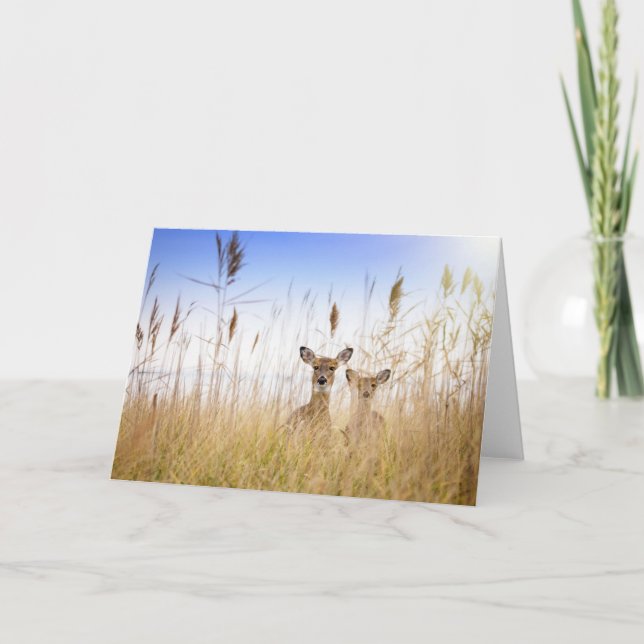 Cutest Baby Animals | Two Young White Tailed Deer Karte (Vorderseite)