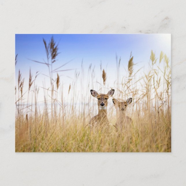 Cutest Baby Animals | Two Young White Tailed Deer Postkarte (Vorderseite)
