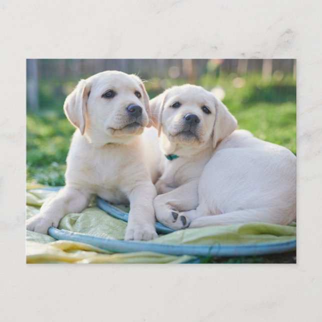 Cutest Baby Animals | Yellow Labrador Retrievers Postkarte (Vorderseite)