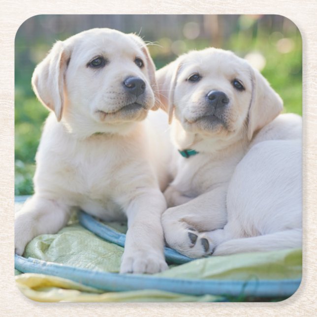 Cutest Baby Animals | Yellow Labrador Retrievers Rechteckiger Pappuntersetzer (Vorderseite)