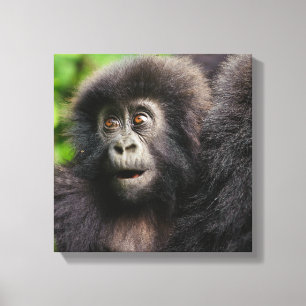 Cutest Baby Animals Young Mountain Gorilla Leinwanddruck