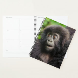 Cutest Baby Animals Young Mountain Gorilla Planer