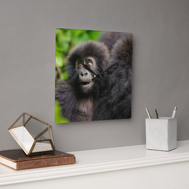 Cutest Baby Animals | Young Mountain Gorilla Quadratische Wanduhr (Büro)