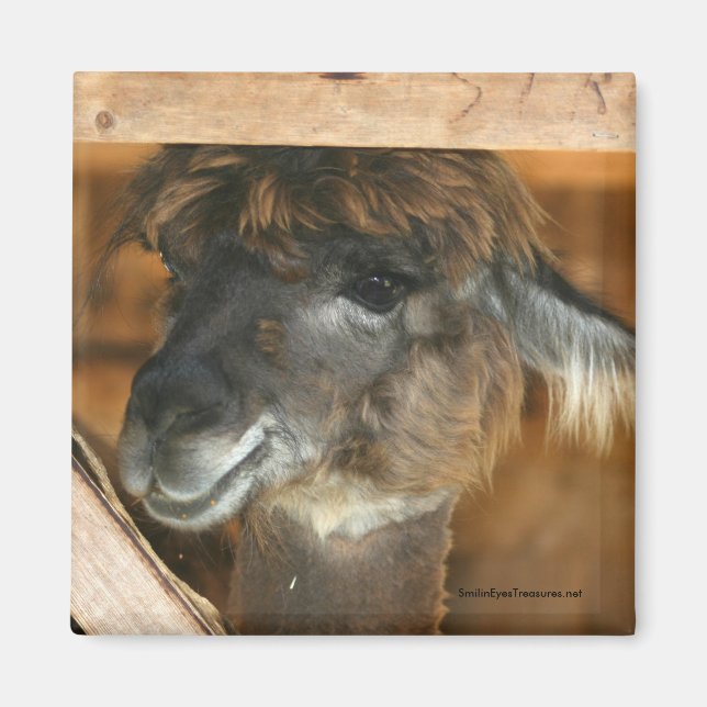 Cutey Llama Farm Animal Fotografy Magnet (Vorne)