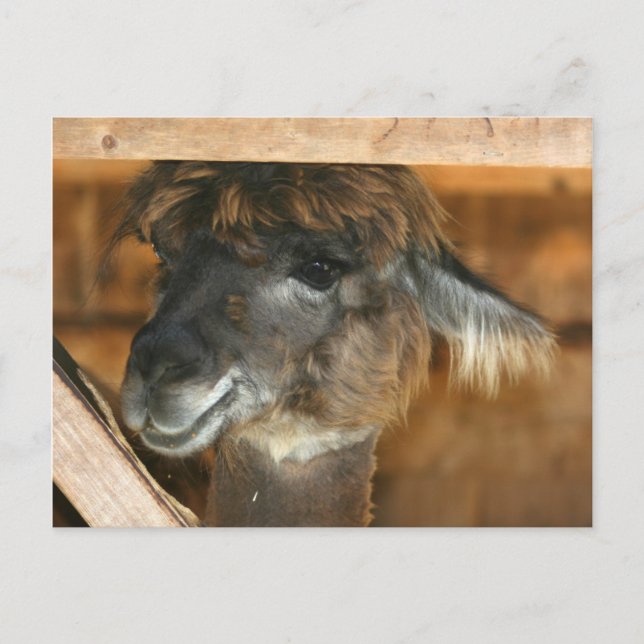 Cutey Llama Farm Animal Nature Foto Postkarte (Vorderseite)