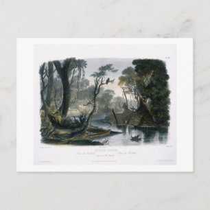 Cutoff River, Zweig der Wabash, Platte 8 von V Postkarte