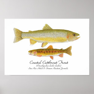 Cutthroat Forelle Art Poster