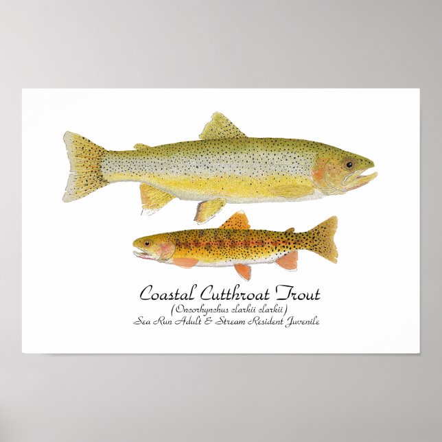 Cutthroat Forelle Art Poster (Vorne)