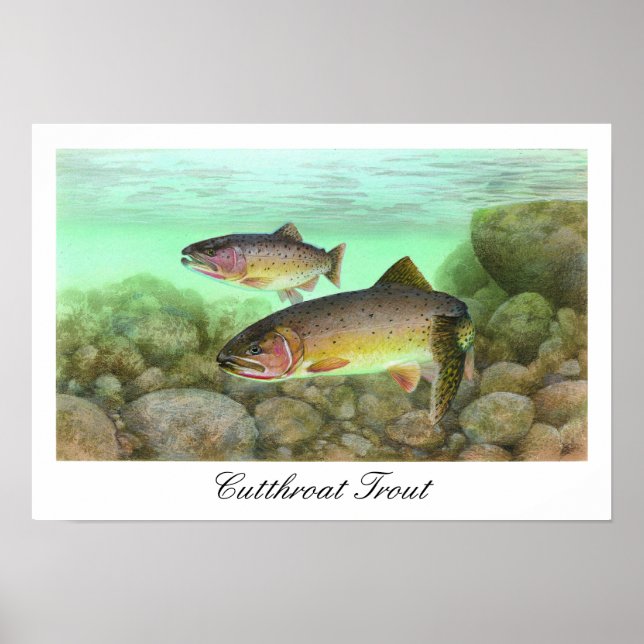 Cutthroat Trout Painting Poster (Vorne)