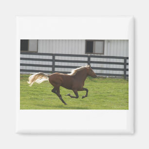 Cuttin' Loose Magnet