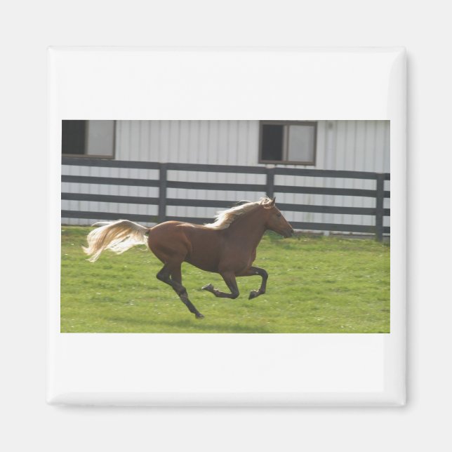 Cuttin' Loose Magnet (Vorne)