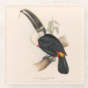 Cuvier-Tukan-Druck: Vintage Tropischer Vogel Glasuntersetzer