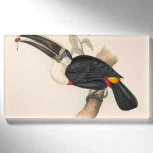 Cuvier-Tukan-Druck: Vintage Tropischer Vogel Namenschild