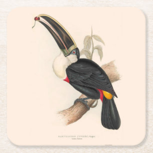Cuvier-Tukan-Druck: Vintage Tropischer Vogel Rechteckiger Pappuntersetzer