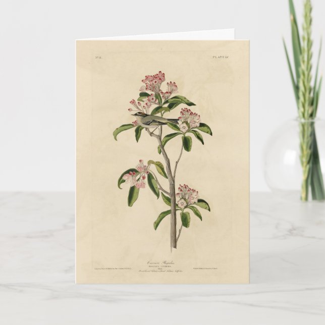 Cuvier's Kinglet (Cuvier's Regulus) Audubon Birds Karte (Vorderseite)